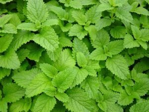 lemon balm