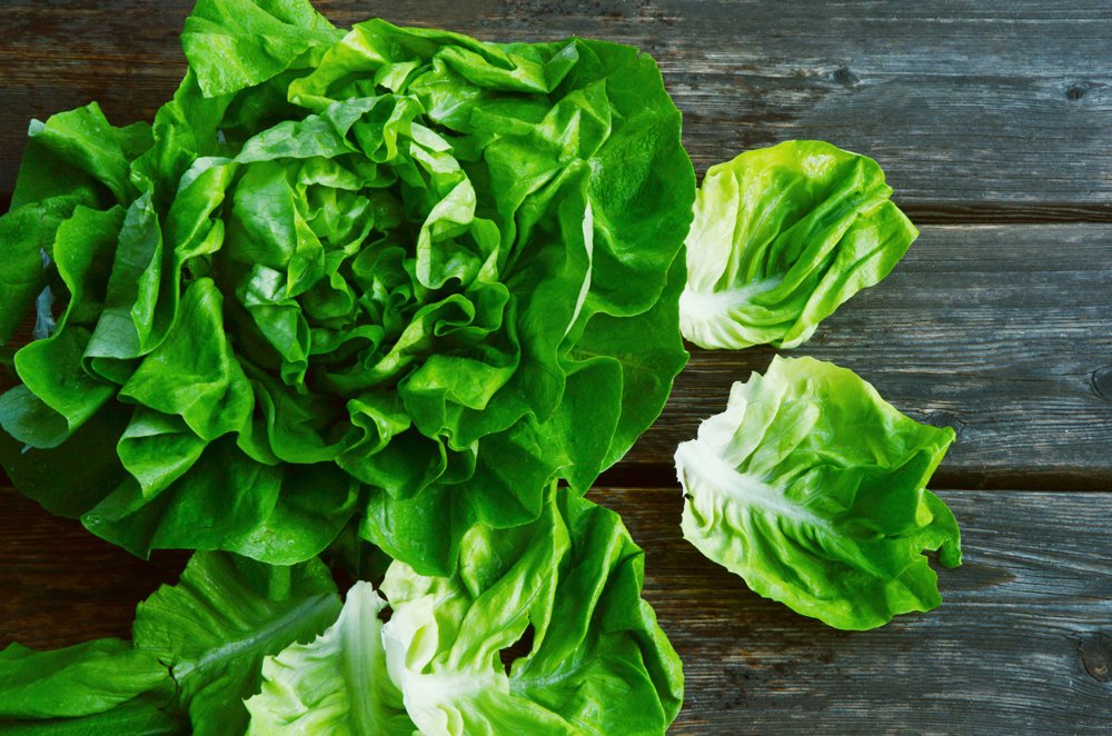 butterhead-lettuce image