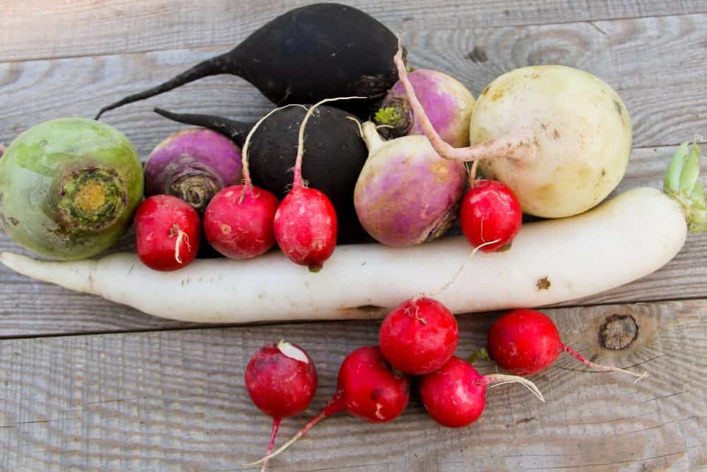 can you freeze radishes