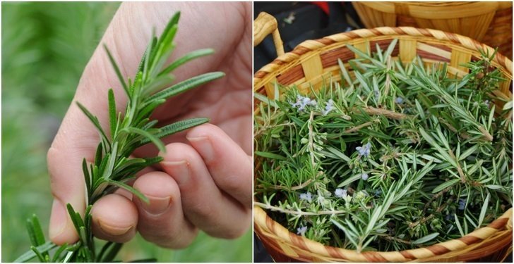 rosemary image