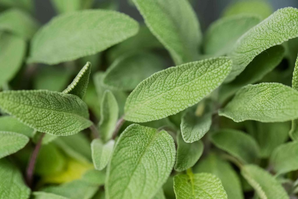 sage leaves