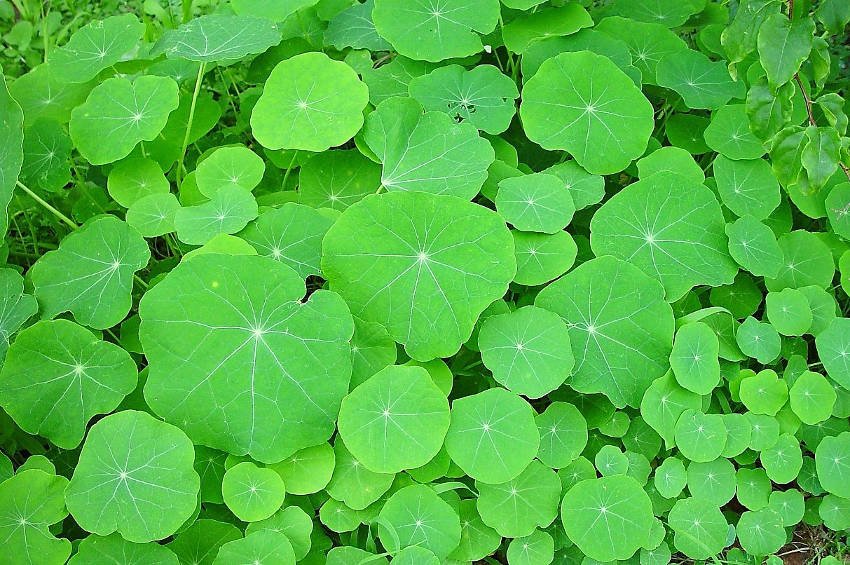 Nasturtium Leaves