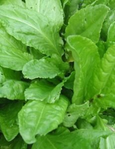 chicory leaves