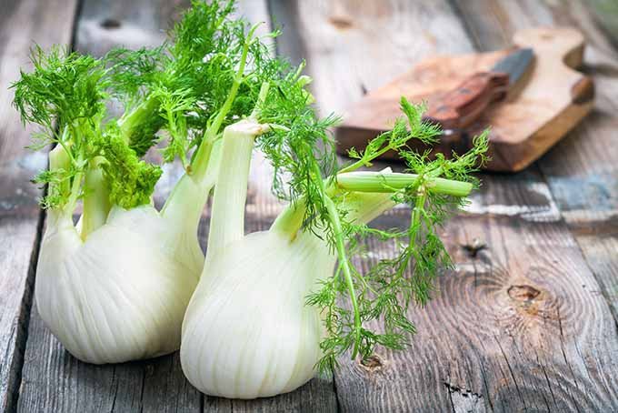 fennel bulbs