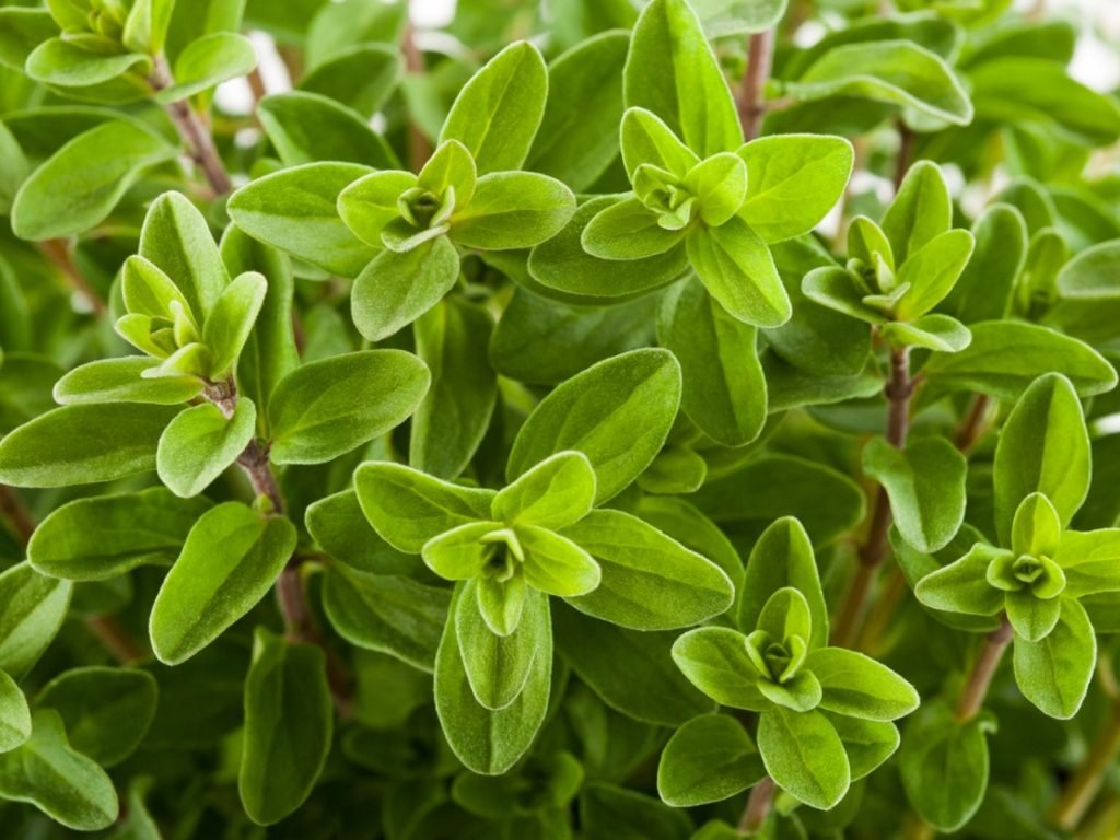 marjoram leaves