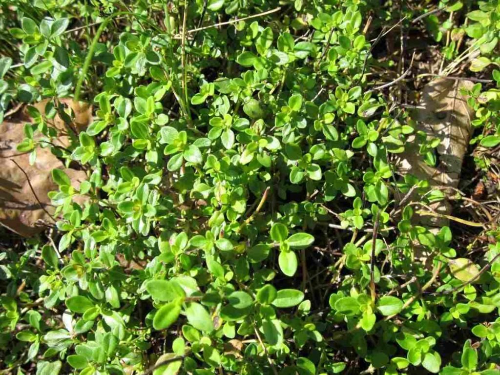 purslane leaves