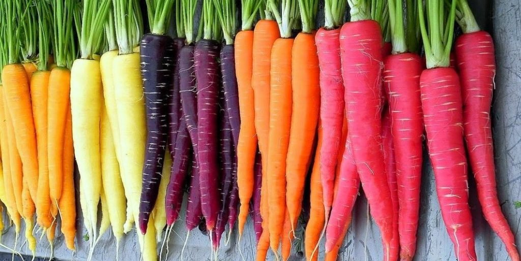 multiple color carrots image