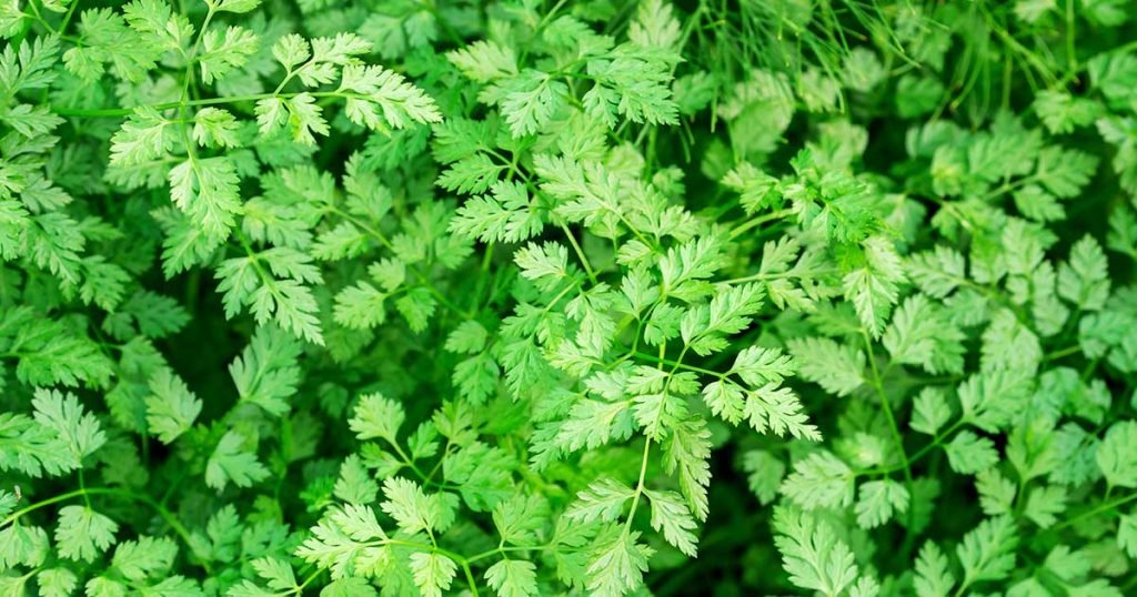 Chervil image