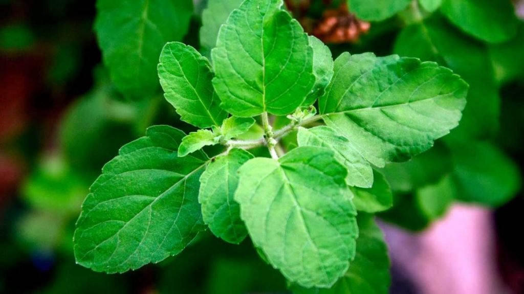 basil leaves image